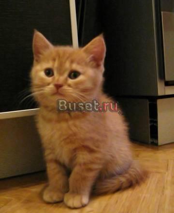 Чистокровные британки. отдам в хорошие руки Москва