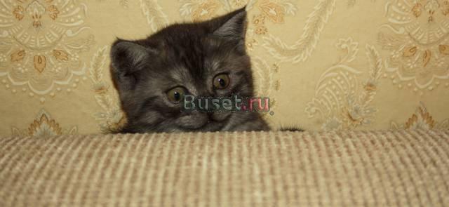 Британский котенок Москва