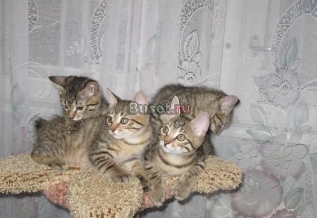 Котята курильского бобтейла Пенза
