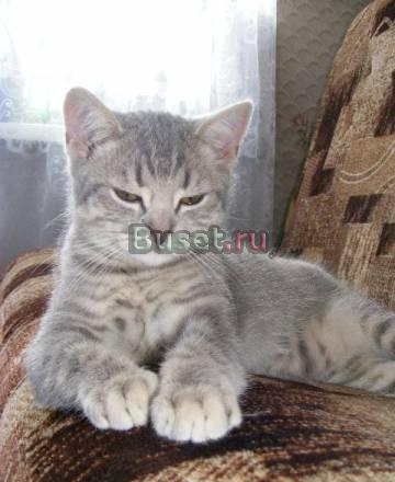 Клубные шотландцы Санкт-Петербург