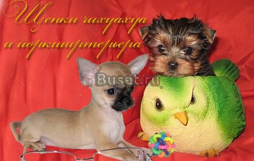 Продаются чихуахуа щенки Москва