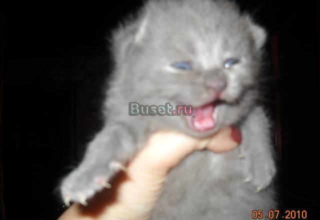 Шотландские котята Москва