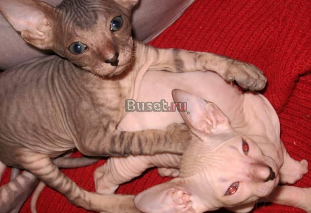 Малыши Сфинксы Астрахань