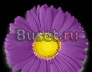 Подгузники и бытовая химия Новосибирск