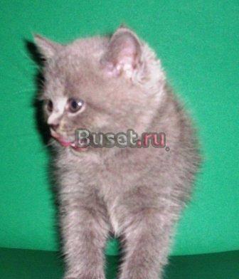 Британские  котик и кошечка Москва