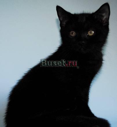 Британские котята п-ка Kisoldas Love Москва