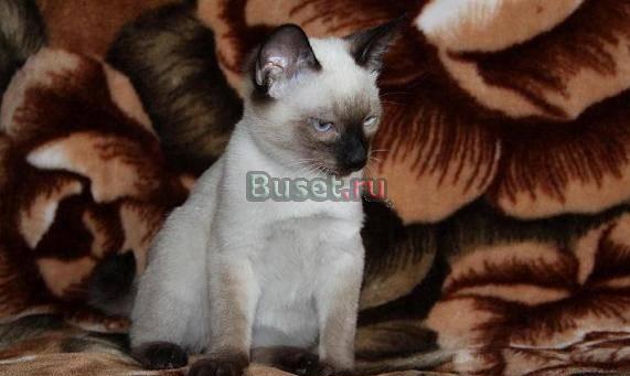 Котёнок Москва