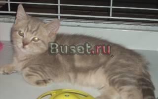 Британские плюшевые котята Москва