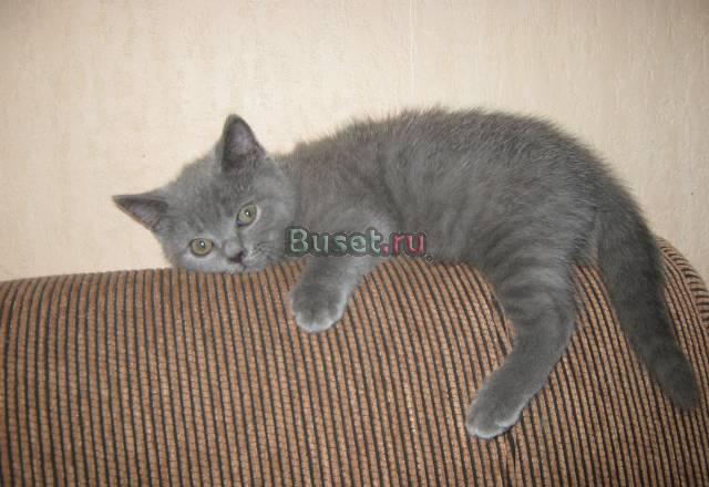 Британский котенок Москва