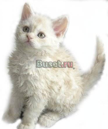 Перспективные котята Селкирк-рекс Воронеж