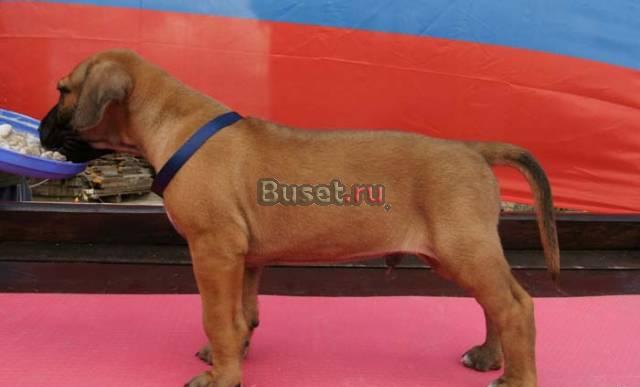 Родезийский риджбек Нижний Новгород