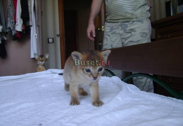 Абиссинский котенок, девочка Самара