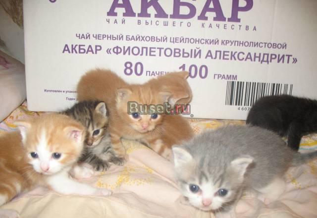 Котята Москва