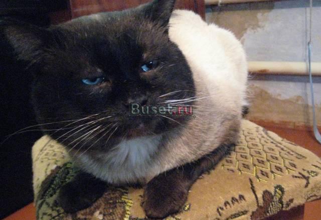 Тайские котята от супер папы Самара