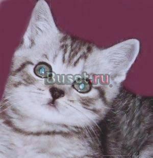 Британские и Шотландские  плюшевые  котята Москва
