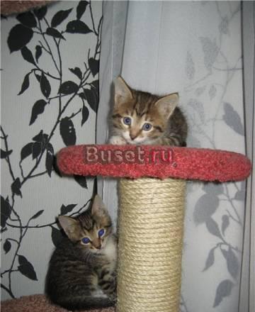Тигрик - котенок-мальчик 2 мес в дар Москва