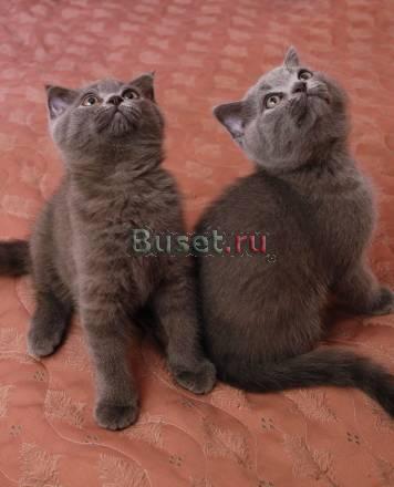 Продам шотландских вислоухих котят Москва