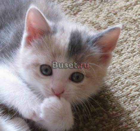 Отдам котенка в хорошие руки Москва