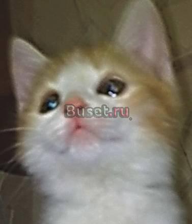 Очаровательный мальчик 1,5 мес Москва