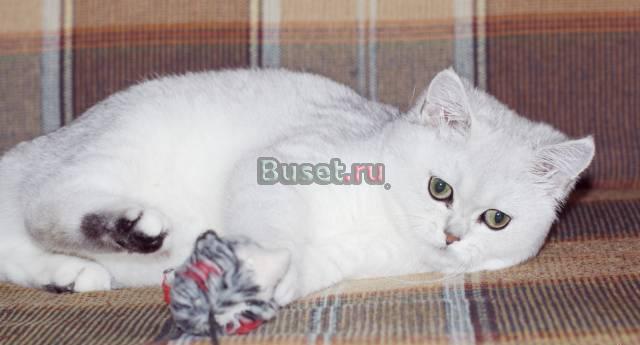 Британские котята -золотые и серебристые шиншиллы Санкт-Петербург