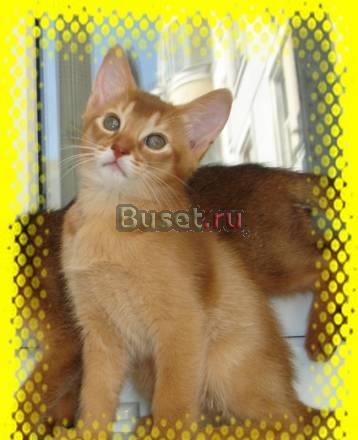 Абиссинские котята красивые Москва