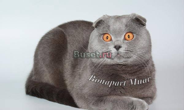 Вязка Шикарный вислоухий кот приглашает кошечек Москва