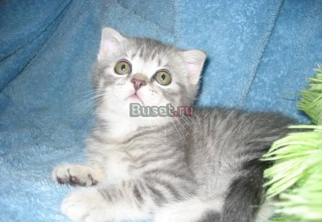 Британские клубные котята г Ивантеевка Москва