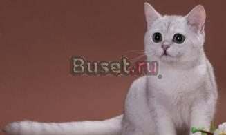 Британская шиншилла Воронеж
