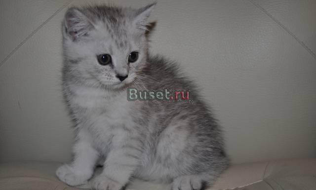 Клубные котята Москва