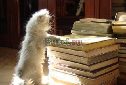 Сибирские котята Москва