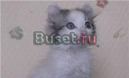 Американский кёрл котята Москва