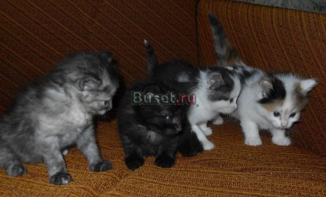 Котята 1 месяц Клин