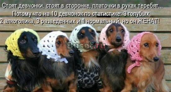 Такса  карликовая  д/Ш  щенки Москва