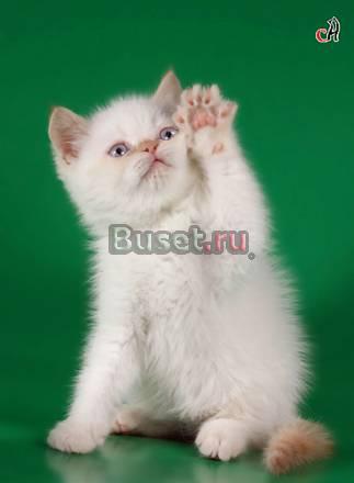 Гималайские  клубные  плюшевые  котята Санкт-Петербург