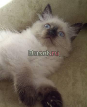 Невский Маскарадный Котёнок Москва