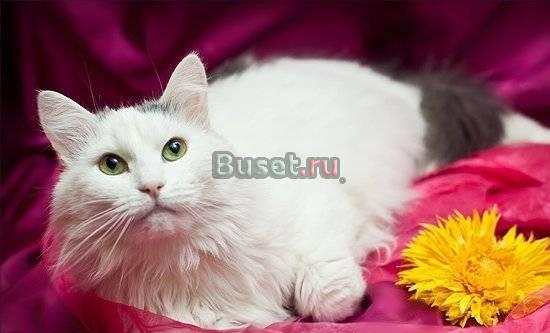 Серьезная кошечка Дуся с роскошной шубкой Москва