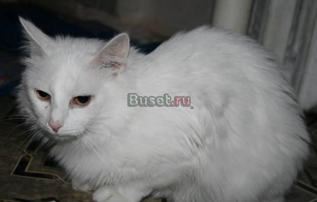 Восемь кошек ищут новый дом Москва