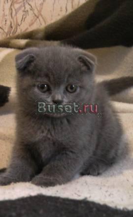 Вислоухий котик Санкт-Петербург