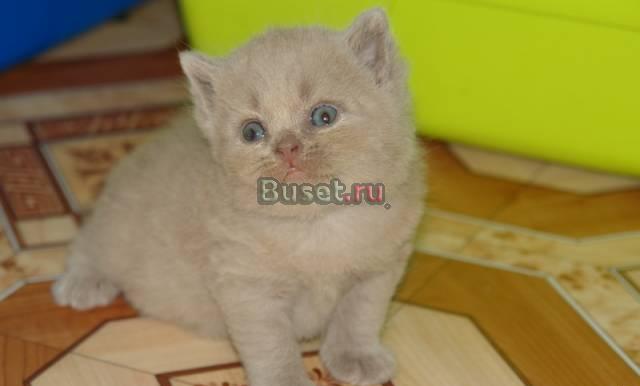 Британцы классических и редких окрасов Тула