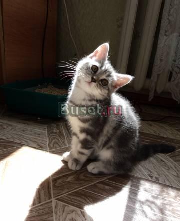 Британские котята с отличной родословной Анапа
