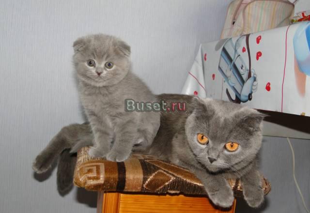 Продаются плюшевые вислоухие котята Москва
