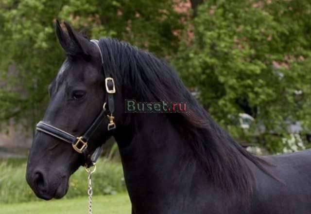 Женский Фризских лошадей для продажи 1000 Санкт-Петербург