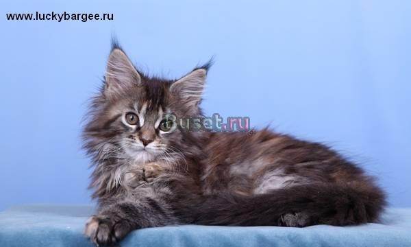 Кошечка Фиона. питомник Lucky Bargee Москва