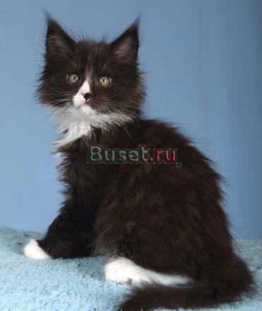 Мальчик Эминем. питомник Lucky Bargee Москва