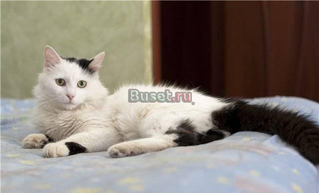 Роскошный кот Мурз (2 г.) с 2-цветными глазами Москва
