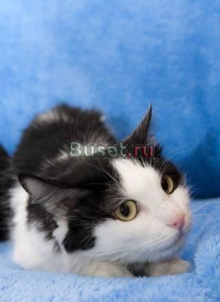Маруся  кошка, которая гуляет сама по себе Москва