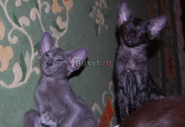 Клубные ориентальные котята(10000-15000т.р.) Москва