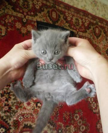 Британские котята Санкт-Петербург
