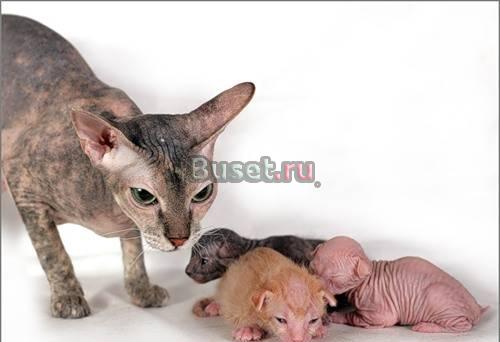 Донской Сфинкс котята Санкт-Петербург
