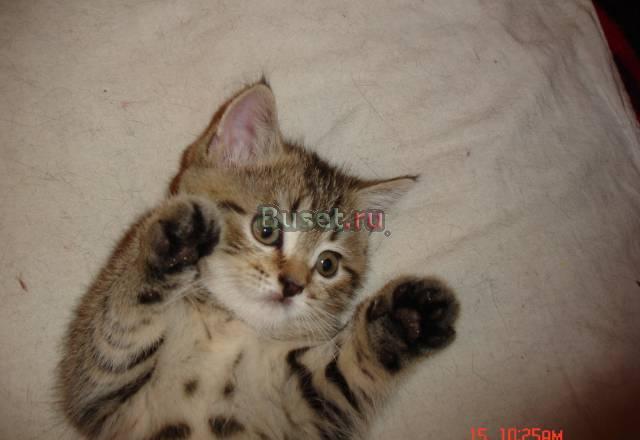 Котята Ярославль